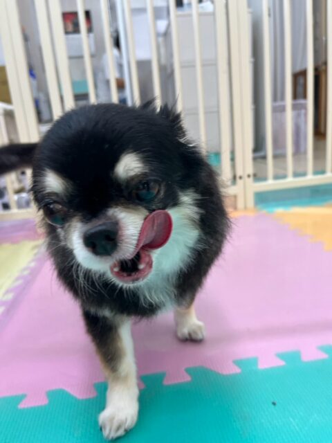 こまめちゃん&カプチーノちゃん🐶
本日こまめちゃんはテンちゃんとコミュニケーションをとったりして上手に挨拶をしていました👍
カプチーノちゃんはこまちゃんに匂いを嗅がれたり、ププちゃんや、ポコちゃん達に挨拶をされたりしていました🤭
🐾🐶愛犬のお悩みご相談ください🐶🐾
@kenkohmura_official
↑フォロー待ってます↑
〒955-0091 新潟県三条市上須頃大割428−1
☎︎ 0256-35-2571
✉️ info@kenkohmura.jp
HP: https://kenkohmura.jp
LINE: https://lin.ee/7LIz5sb
#犬幸村#犬の幼稚園 #吠える、噛む #犬のしつけ #トイレ
チワワチワワ可愛いチワワ倶楽部チワワ可愛いすぎるチワ大好き