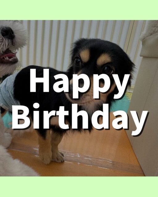 ハニちゃん🐶
お誕生日おめでとうございます🎊
本日は自分から遊びを仕掛けてみたり、走り回ったり、みんなにのっかたりして、激しく楽しんでいました🤭
みんなと走り回ったりして満足したのかお迎えの時には椅子の上でまったり過ごしていました🤣
🐾🐶愛犬のお悩みご相談ください🐶🐾
@kenkohmura_official
↑フォロー待ってます↑
〒955-0091 新潟県三条市上須頃大割428−1
☎︎ 0256-35-2571
✉️ info@kenkohmura.jp
HP: https://kenkohmura.jp
LINE: https://lin.ee/7LIz5sb
#犬幸村#犬の幼稚園 #吠える、噛む #犬のしつけ #トイレ
ミックスミックス犬ミックス犬可愛いミックス犬大好きミックス犬倶楽部