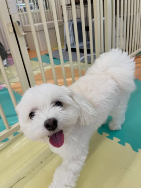 むくちゃん🐶
大好きなピピちゃんに構って〜とアピールしていたり、ニコペットにいる子達から遊びに誘われていました✨️
🐾🐶愛犬のお悩みご相談ください🐶🐾
@kenkohmura_official
↑フォロー待ってます↑
〒955-0091 新潟県三条市上須頃大割428−1
☎︎ 0256-35-2571
✉️ info@kenkohmura.jp
HP: https://kenkohmura.jp
LINE: https://lin.ee/7LIz5sb
#犬幸村#犬の幼稚園 #吠える噛む #犬のしつけ #トイレ
ミックス犬 ミックス犬大好き ミックス犬可愛い