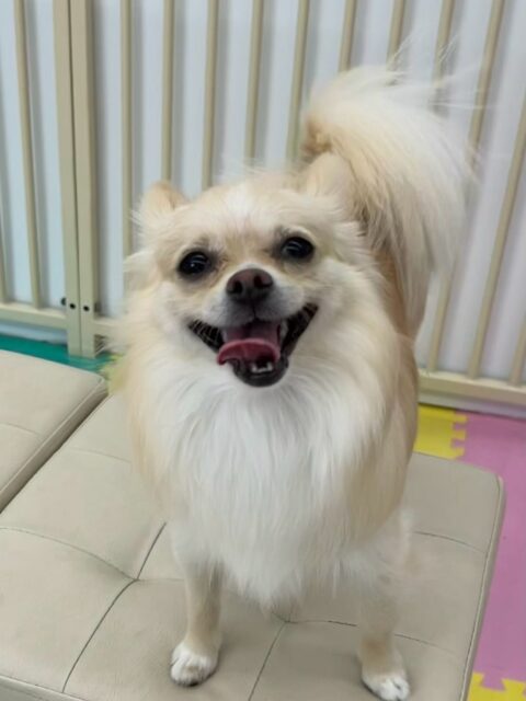 初来園のこむぎちゃん🐶
本日は幼稚園体験の時と違い、自分から遊びを誘ったり、走り回ったりして上手にみんなと遊べていました👏たくさんお友達もできたようで楽しそうに過ごせていました👍

🐾🐶愛犬のお悩みご相談ください🐶🐾
@kenkohmura_official
 ↑フォロー待ってます↑

〒955-0091 新潟県三条市上須頃大割４２８−１
☎︎ 0256-35-2571
✉️ info@kenkohmura.jp
HP: https://kenkohmura.jp
LINE: https://lin.ee/7LIz5sb

#犬幸村#犬の幼稚園 #吠える、噛む #犬のしつけ #トイレ
ミックスミックス犬ミックス犬可愛いミックス犬大好きミックス犬倶楽部