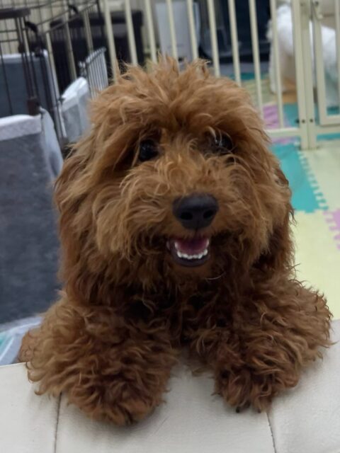 本日幼稚園体験に来てくれました🐶
最初からみんなと激しいワンプロを仕掛けあったり、走り回ったりできていて非常に良かったです🤭
最初は少し興奮気味でしたが、みんなと遊んでいるうちに疲れたのか少しまったりと休憩するタイミングなども見られてよかったです👍
🐾🐶愛犬のお悩みご相談ください🐶🐾
@kenkohmura_official
↑フォロー待ってます↑
〒955-0091 新潟県三条市上須頃大割428−1
☎︎ 0256-35-2571
✉️ info@kenkohmura.jp
HP: https://kenkohmura.jp
LINE: https://lin.ee/7LIz5sb
#犬幸村#犬の幼稚園 #吠える、噛む #犬のしつけ #トイレ
トイプートイプー可愛いトイプー倶楽部トイプー可愛いすぎるトイプー大好き