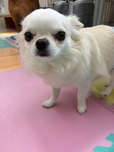ビビちゃん🐶
本日歯磨きトレーニングを開始して1年11ヶ月が経ちました
歯の状態は少し汚れがついてきています‼️汚れている部分を重点的に磨いて継続を頑張っていきましょう✊
園内ではスタッフの膝の上でのんびり過ごしたり、こむぎちゃんやハニちゃん達にちょっかいを出されてなんだよ‼️とブチギレたりしていました🤣
🐾🐶愛犬のお悩みご相談ください🐶🐾
@kenkohmura_official
↑フォロー待ってます↑
〒955-0091 新潟県三条市上須頃大割428−1
☎︎ 0256-35-2571
✉️ info@kenkohmura.jp
HP: https://kenkohmura.jp
LINE: https://lin.ee/7LIz5sb
#犬幸村#犬の幼稚園 #吠える、噛む #犬のしつけ #トイレ
チワワチワワ可愛いチワワ倶楽部チワワ可愛いすぎるチワワ大好き