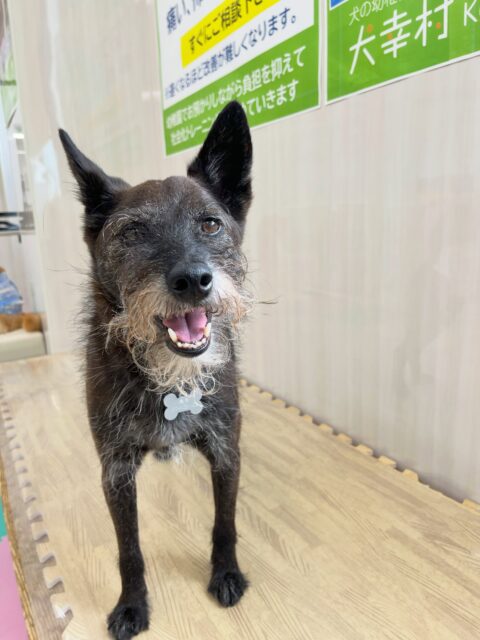 小乃輔ちゃん🐶
ピピちゃんが気になったみたいで後ろついて歩いたり、柵越しでつむぎちゃんとおしゃべりしていました😆
🐾🐶愛犬のお悩みご相談ください🐶🐾
@kenkohmura_official
↑フォロー待ってます↑
〒955-0091 新潟県三条市上須頃大割428−1
☎︎ 0256-35-2571
✉️ info@kenkohmura.jp
HP: https://kenkohmura.jp
LINE: https://lin.ee/7LIz5sb
#犬幸村#犬の幼稚園 #吠える噛む #犬のしつけ #トイレ
ミックス犬 ミックス犬大好き ミックス犬可愛い