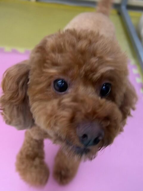 もこちゃん🐶
本日はまろちゃんやきりまるちゃん、ププちゃん達とちょっかいを出し合ったり、追いかけっこをしたりして楽しんでいました🤭

🐾🐶愛犬のお悩みご相談ください🐶🐾
@kenkohmura_official
 ↑フォロー待ってます↑

〒955-0091 新潟県三条市上須頃大割４２８−１
☎︎ 0256-35-2571
✉️ info@kenkohmura.jp
HP: https://kenkohmura.jp
LINE: https://lin.ee/7LIz5sb

#犬幸村#犬の幼稚園 #吠える、噛む #犬のしつけ #トイレ
トイプートイプー可愛いトイプー倶楽部トイプー大好きトイプー可愛いすぎる