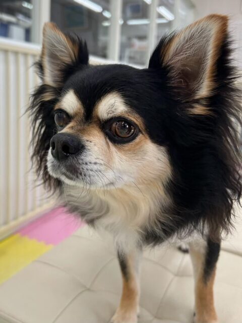 ゴロー丸ちゃん🐶
本日は風夾ちゃんやモカちゃん、クッキーちゃん達と匂いを嗅ぎ合ったり、気になる子達を追いかけてみたりして過ごしていました🤭

お手入れは相変わらずのいただきますスタイルでした🙏上手にやらせてくれてスムーズに終わらせることができました🙇

🐾🐶愛犬のお悩みご相談ください🐶🐾
@kenkohmura_official
 ↑フォロー待ってます↑

〒955-0091 新潟県三条市上須頃大割４２８−１
☎︎ 0256-35-2571
✉️ info@kenkohmura.jp
HP: https://kenkohmura.jp
LINE: https://lin.ee/7LIz5sb

#犬幸村#犬の幼稚園 #吠える、噛む #犬のしつけ #トイレ
チワワチワワ可愛いチワワ倶楽部チワワ可愛いすぎるチワワ大好き