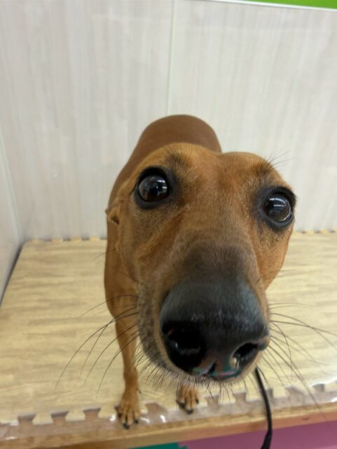カノアちゃん＆クールちゃん🐶
本日カノアちゃんはマルちゃんに何度も遊びを誘われたり、ちょっかいを出されていましたがあまり嫌がらず満更でもなさそうな感じでした🤣

クールちゃんはニコペットのちびっ子達やマルちゃん、ぽん太達にちょっかいを出されてなんだよ‼️と怒ってみたり、一緒に走り回ったりしていました🤭

🐾🐶愛犬のお悩みご相談ください🐶🐾
@kenkohmura_official
 ↑フォロー待ってます↑

〒955-0091 新潟県三条市上須頃大割４２８−１
☎︎ 0256-35-2571
✉️ info@kenkohmura.jp
HP: https://kenkohmura.jp
LINE: https://lin.ee/7LIz5sb

#犬幸村#犬の幼稚園 #吠える、噛む #犬のしつけ #トイレ
ミックスミックス犬ミニピンミニピン可愛いミニピン倶楽部