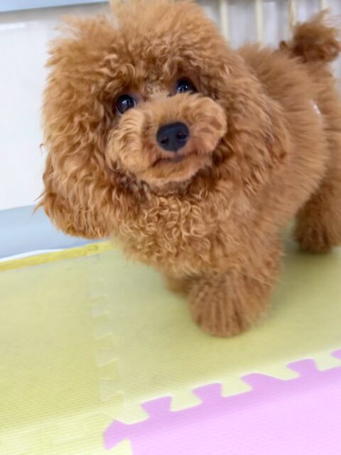 ププちゃん🐶
ポコちゃんやニコペットの子達から遊びに誘われていて大人気のププちゃんでした☺️
🐾🐶愛犬のお悩みご相談ください🐶🐾
@kenkohmura_official
↑フォロー待ってます↑
〒955-0091 新潟県三条市上須頃大割428−1
☎︎ 0256-35-2571
✉️ info@kenkohmura.jp
HP: https://kenkohmura.jp
LINE: https://lin.ee/7LIz5sb
#犬幸村#犬の幼稚園 #吠える噛む #犬のしつけ #トイレ
トイプードル トイプードル大好き トイプードル可愛い