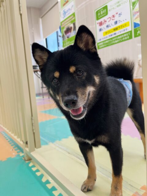コタローちゃん🐶
コジロウちゃんとおしゃべりしたりニコペットにいる柴犬ちゃんと楽しそうに遊んでいました🎶
クレートの中に入ると疲れたのか休んでいました😪
🐾🐶愛犬のお悩みご相談ください🐶🐾
@kenkohmura_official
↑フォロー待ってます↑
〒955-0091 新潟県三条市上須頃大割428−1
☎︎ 0256-35-2571
✉️ info@kenkohmura.jp
HP: https://kenkohmura.jp
LINE: https://lin.ee/7LIz5sb
#犬幸村#犬の幼稚園 #吠える噛む #犬のしつけ #トイレ
黒柴 黒柴大好き 黒柴可愛い