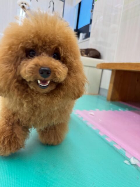 ププちゃん🐶
本日は初めましてのこむぎちゃんや仲良しのマルちゃん、きりまるちゃん達と走り回ったり、ワンプロを仕掛けあったりして楽しんで過ごしていました👍
🐾🐶愛犬のお悩みご相談ください🐶🐾
@kenkohmura_official
↑フォロー待ってます↑
〒955-0091 新潟県三条市上須頃大割428−1
☎︎ 0256-35-2571
✉️ info@kenkohmura.jp
HP: https://kenkohmura.jp
LINE: https://lin.ee/7LIz5sb
#犬幸村#犬の幼稚園 #吠える、噛む #犬のしつけ #トイレ
トイプートイプー可愛いトイプー倶楽部トイプー可愛いすぎるトイプー大好き