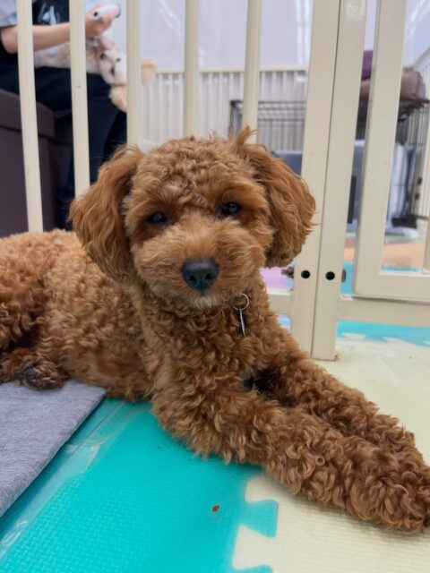モカちゃん🐶
コタローちゃんとおしゃべりしながら幼稚園の中楽しそうに走り回ったりしていました😆
お散歩トレーニング色んな方に触ってもらえて嬉しそうでした🙌
🐾🐶愛犬のお悩みご相談ください🐶🐾
@kenkohmura_official
↑フォロー待ってます↑
〒955-0091 新潟県三条市上須頃大割428−1
☎︎ 0256-35-2571
✉️ info@kenkohmura.jp
HP: https://kenkohmura.jp
LINE: https://lin.ee/7LIz5sb
#犬幸村#犬の幼稚園 #吠える噛む #犬のしつけ #トイレ
トイプードル トイプードル大好き トイプードル可愛い