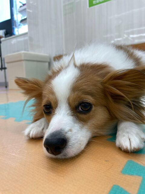 マロンちゃん🐶
本日午前中はふうちゃんやぽん太達と走り回ったりして途中から来たやん丸にもお腹を出したり、構ってアピールをしていましたが、午後からは完全にまったりモードみんなが遊んでいる時にたまに出てきて遊びますが、後他はまったり過ごしていました🤣

🐾🐶愛犬のお悩みご相談ください🐶🐾
@kenkohmura_official
 ↑フォロー待ってます↑

〒955-0091 新潟県三条市上須頃大割４２８−１
☎︎ 0256-35-2571
✉️ info@kenkohmura.jp
HP: https://kenkohmura.jp
LINE: https://lin.ee/7LIz5sb

#犬幸村#犬の幼稚園 #吠える、噛む #犬のしつけ #トイレ
パピヨンパピヨン可愛いパピヨン大好きパピヨン倶楽部パピヨン大好き