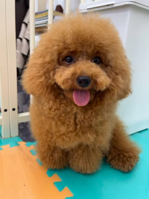 ププちゃん🐶
本日はふうちゃんやココちゃん、ぽん太達と激しいワンプロを仕掛けあったり、たまに巻き込まれたりして楽しそうに過ごしていました🤭

🐾🐶愛犬のお悩みご相談ください🐶🐾
@kenkohmura_official
 ↑フォロー待ってます↑

〒955-0091 新潟県三条市上須頃大割４２８−１
☎︎ 0256-35-2571
✉️ info@kenkohmura.jp
HP: https://kenkohmura.jp
LINE: https://lin.ee/7LIz5sb

#犬幸村#犬の幼稚園 #吠える、噛む #犬のしつけ #トイレ
トイプートイプー可愛いトイプー倶楽部トイプー可愛いすぎるトイプー大好き