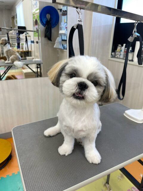 マルちゃん🐶
本日も激しいワンプロを1日中やり合ってみたり、一生懸命走り回ったりして非常に楽しそうに過ごしていました🤭
本日もやり切った表情で満足そうなマルちゃんでした😍
🐾🐶愛犬のお悩みご相談ください🐶🐾
@kenkohmura_official
↑フォロー待ってます↑
〒955-0091 新潟県三条市上須頃大割428−1
☎︎ 0256-35-2571
✉️ info@kenkohmura.jp
HP: https://kenkohmura.jp
LINE: https://lin.ee/7LIz5sb
#犬幸村#犬の幼稚園 #吠える、噛む #犬のしつけ #トイレ
シーズーシーズー可愛いシーズー大好きシーズー倶楽部シーズー可愛いすぎる