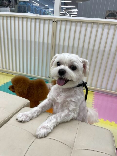 むぎちゃん🐶
本日はスタッフに甘えん坊なむぎちゃん‼️他の子達に遊びに誘われたりしましたが、スタッフ優先なようで常に近くにいてくれて可愛いすぎました😍

🐾🐶愛犬のお悩みご相談ください🐶🐾
@kenkohmura_official
 ↑フォロー待ってます↑

〒955-0091 新潟県三条市上須頃大割４２８−１
☎︎ 0256-35-2571
✉️ info@kenkohmura.jp
HP: https://kenkohmura.jp
LINE: https://lin.ee/7LIz5sb

#犬幸村#犬の幼稚園 #吠える、噛む #犬のしつけ #トイレ
マルチーズマルチーズ可愛いマルチーズ倶楽部マルチーズ可愛いすぎるマルチーズ大好き