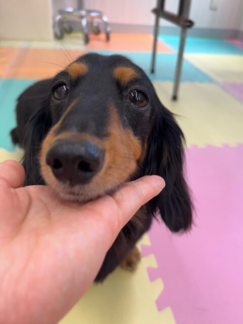 クッキーちゃん🐶
手に顎を乗せて可愛い写真撮れました📷⟡.·
コタローちゃんに遊びに誘われていたり、スタッフに甘えたりしていました😊
🐾🐶愛犬のお悩みご相談ください🐶🐾
@kenkohmura_official
↑フォロー待ってます↑
〒955-0091 新潟県三条市上須頃大割428−1
☎︎ 0256-35-2571
✉️ info@kenkohmura.jp
HP: https://kenkohmura.jp
LINE: https://lin.ee/7LIz5sb
#犬幸村#犬の幼稚園 #吠える噛む #犬のしつけ #トイレ
ミニチュアダックスフンド ミニチュアダックスフンド可愛い ミニチュアダックスフンド大好き
