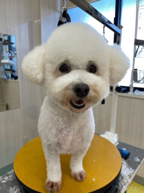 よもぎちゃん🐶
本日はカノアちゃんと匂いを嗅ぎ合ったり、ぽん太とチームビションで一緒にいたりして過ごしていました🤭
いつもよりも動き回ったり、挨拶をしあったりしてコミュニケーションをとっていました👍
🐾🐶愛犬のお悩みご相談ください🐶🐾
@kenkohmura_official
↑フォロー待ってます↑
〒955-0091 新潟県三条市上須頃大割428−1
☎︎ 0256-35-2571
✉️ info@kenkohmura.jp
HP: https://kenkohmura.jp
LINE: https://lin.ee/7LIz5sb
#犬幸村#犬の幼稚園 #吠える、噛む #犬のしつけ #トイレ
ミックスミックス犬ミックス犬可愛いミックス犬大好きミックス犬倶楽部