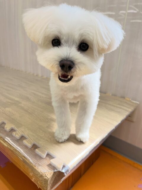 ポコちゃん🐶
大好きなププちゃんと遊んだり、モコちゃんが気に入ったみたいで遊びに誘っていました😄
歯磨きトレーニング開始して1年11ヶ月経過しました🦷🪥✨
歯の白さこれからもキープしていきましょう!
🐾🐶愛犬のお悩みご相談ください🐶🐾
@kenkohmura_official
↑フォロー待ってます↑
〒955-0091 新潟県三条市上須頃大割428−1
☎︎ 0256-35-2571
✉️ info@kenkohmura.jp
HP: https://kenkohmura.jp
LINE: https://lin.ee/7LIz5sb
#犬幸村#犬の幼稚園 #吠える噛む #犬のしつけ #トイレ
ミックス犬 ミックス犬大好き ミックス犬可愛い
