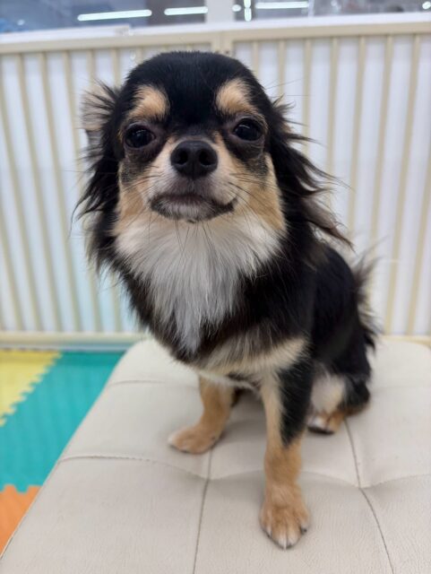 きりまるちゃん&まろちゃん🐶
本日もきりまるちゃんはいろんな子達と激しいワンプロを仕掛けあったり、たまに乗っかりあったりもして、楽しんでいました👍
まろちゃんは朝からスタッフに甘えん坊さんで、もこちゃんや、ビビちゃん、よもぎちゃん達とみんなでスタッフの膝の上や、椅子の上でのんびり過ごしていました😍
🐾🐶愛犬のお悩みご相談ください🐶🐾
@kenkohmura_official
↑フォロー待ってます↑
〒955-0091 新潟県三条市上須頃大割428−1
☎︎ 0256-35-2571
✉️ info@kenkohmura.jp
HP: https://kenkohmura.jp
LINE: https://lin.ee/7LIz5sb
#犬幸村#犬の幼稚園 #吠える、噛む #犬のしつけ #トイレ
チワワチワワ可愛いチワワ倶楽部チワワ可愛いすぎるチワワ大好き