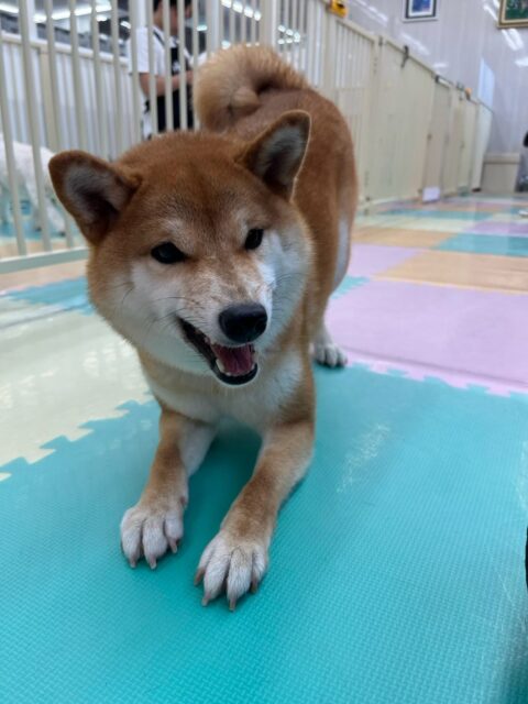 つくしちゃん🐶
本日歯磨きトレーニングを開始して1年11ヶ月が経ちました
歯の状態は少し汚れがついてきてはいますが、白さもキープされています‼️このまま継続を意識して頑張っていきましょう✊

園内では久しぶりのみんなに会えて嬉しそうに走り回ったり、柵越しに激しいおしゃべりをしたり、スタッフに甘えたりして可愛いすぎました😍

🐾🐶愛犬のお悩みご相談ください🐶🐾
@kenkohmura_official
 ↑フォロー待ってます↑

〒955-0091 新潟県三条市上須頃大割４２８−１
☎︎ 0256-35-2571
✉️ info@kenkohmura.jp
HP: https://kenkohmura.jp
LINE: https://lin.ee/7LIz5sb

#犬幸村#犬の幼稚園 #吠える、噛む #犬のしつけ #トイレ
柴犬柴犬可愛い柴犬大好き柴犬倶楽部柴犬可愛いすぎる