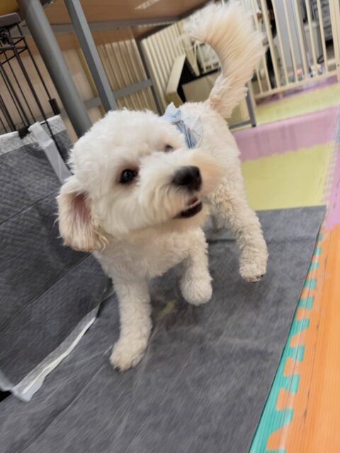 ふうちゃん🐶
本日は朝からププちゃん、ぽん太とずーっとワンプロを仕掛けあったり、走り回ったりして楽しんでいました🤭
疲れ知らずのふうちゃんは、休まずに1日中動き回っていました👏

🐾🐶愛犬のお悩みご相談ください🐶🐾
@kenkohmura_official
 ↑フォロー待ってます↑

〒955-0091 新潟県三条市上須頃大割４２８−１
☎︎ 0256-35-2571
✉️ info@kenkohmura.jp
HP: https://kenkohmura.jp
LINE: https://lin.ee/7LIz5sb

#犬幸村#犬の幼稚園 #吠える、噛む #犬のしつけ #トイレ
ミックスミックス犬ミックス犬可愛いミックス犬大好きミックス犬倶楽部