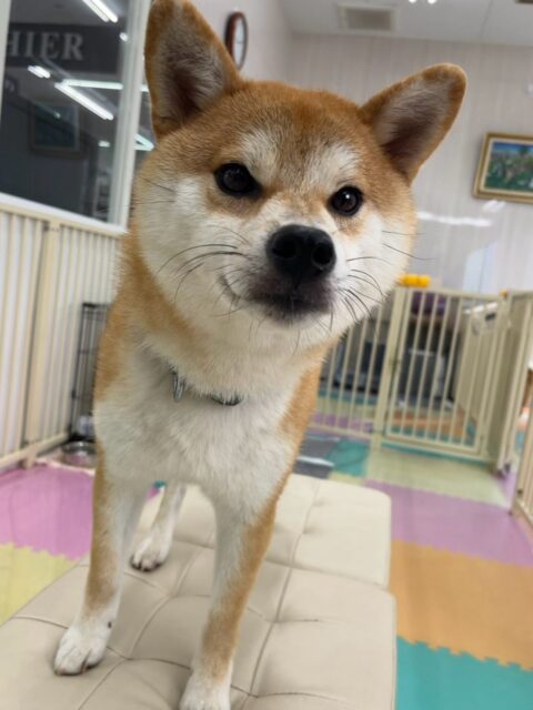こまちゃん🐶
本日は朝から夕方までかなり動き回っていて、まるちゃんにたくさんちょっかいを出されてなんだよ‼️と言い返したり、追いかけっこをしたりして楽しんでいました🤭

🐾🐶愛犬のお悩みご相談ください🐶🐾
@kenkohmura_official
 ↑フォロー待ってます↑

〒955-0091 新潟県三条市上須頃大割４２８−１
☎︎ 0256-35-2571
✉️ info@kenkohmura.jp
HP: https://kenkohmura.jp
LINE: https://lin.ee/7LIz5sb

#犬幸村#犬の幼稚園 #吠える、噛む #犬のしつけ #トイレ
柴犬柴犬可愛い柴犬大好き柴犬倶楽部柴犬可愛いすぎる