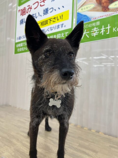 小乃輔ちゃん🐶
本日はぴんこちゃんや鶴丸、ブーちゃん達と激しいおしゃべりをしあってみたり、走り回ったりして非常に楽しそうにして過ごしていました🤭
🐾🐶愛犬のお悩みご相談ください🐶🐾
@kenkohmura_official
↑フォロー待ってます↑
〒955-0091 新潟県三条市上須頃大割428−1
☎︎ 0256-35-2571
✉️ info@kenkohmura.jp
HP: https://kenkohmura.jp
LINE: https://lin.ee/7LIz5sb
#犬幸村#犬の幼稚園 #吠える、噛む #犬のしつけ #トイレ
ミックスミックス犬ミックス犬可愛いミックス犬倶楽部ミックス犬可愛いすぎる