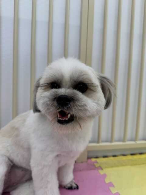 ゆずちゃん🐶
本日は朝からププちゃんやぽん太達と走り回ったり、ワンプロを仕掛けあったりしてみんなで楽しく遊んでいました🤭
途中からまるちゃんも入ってきて楽しそうに過ごしていました👍

🐾🐶愛犬のお悩みご相談ください🐶🐾
@kenkohmura_official
 ↑フォロー待ってます↑

〒955-0091 新潟県三条市上須頃大割４２８−１
☎︎ 0256-35-2571
✉️ info@kenkohmura.jp
HP: https://kenkohmura.jp
LINE: https://lin.ee/7LIz5sb

#犬幸村#犬の幼稚園 #吠える、噛む #犬のしつけ #トイレ
ミックスミックス犬ミックス犬可愛いミックス犬倶楽部ミックス犬大好き