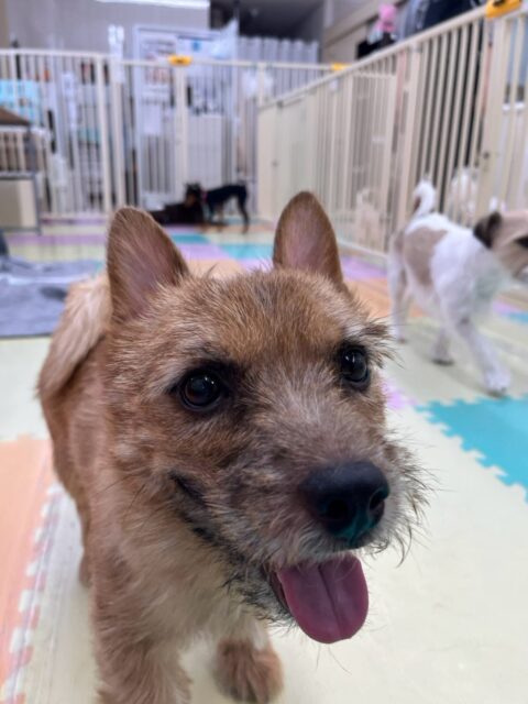 本日の鶴丸🐶
本日はブーちゃんがお気に入りのようで追いかけっこをしてもらったり、一緒にワンプロを仕掛けあったりして遊んでいました🤭
🐾🐶愛犬のお悩みご相談ください🐶🐾
@kenkohmura_official
↑フォロー待ってます↑
〒955-0091 新潟県三条市上須頃大割428−1
☎︎ 0256-35-2571
✉️ info@kenkohmura.jp
HP: https://kenkohmura.jp
LINE: https://lin.ee/7LIz5sb
#犬幸村#犬の幼稚園 #吠える、噛む #犬のしつけ #トイレ
ノーリッチテリアノーリッチテリア可愛いノーリッチテリア倶楽部ノーリッチテリア可愛いすぎるノーリッチテリア大好き