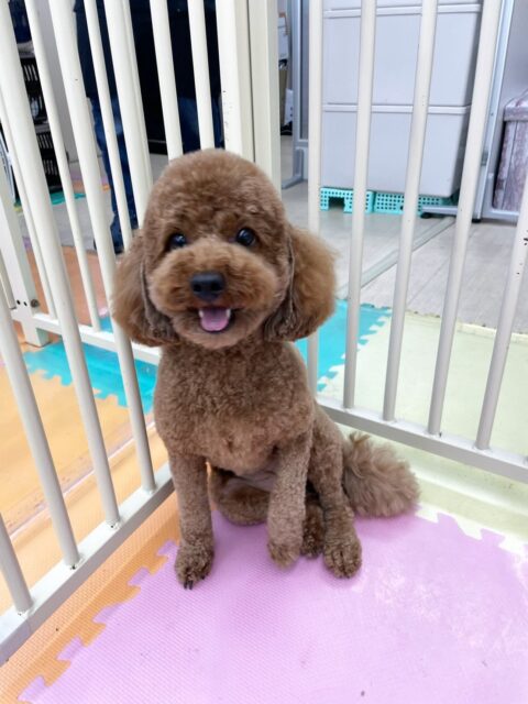 モコちゃん🐶
ポコちゃんに気にいられたみたいで遊びに誘われていました✨️
お手入れやカット頑張っていました✂️
🐾🐶愛犬のお悩みご相談ください🐶🐾
@kenkohmura_official
↑フォロー待ってます↑
〒955-0091 新潟県三条市上須頃大割428−1
☎︎ 0256-35-2571
✉️ info@kenkohmura.jp
HP: https://kenkohmura.jp
LINE: https://lin.ee/7LIz5sb
#犬幸村#犬の幼稚園 #吠える噛む #犬のしつけ #トイレ
トイプードル トイプードル可愛い トイプードル大好き