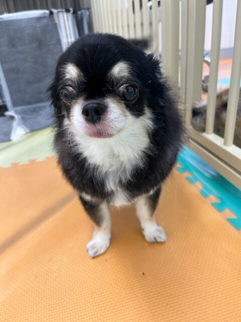 こまめちゃん&カプチーノちゃん🐶
本日こまめちゃんは、幸ちゃんが気になるのか匂いを嗅いだり、自分から挨拶をしに行ったりしてコミュニケーションをとっていました👍
カプチーノちゃんはこまめちゃんの後ろに続いて歩き回ったり、こまめちゃんが挨拶した子達の匂いを嗅いだりして過ごしていました🤭
🐾🐶愛犬のお悩みご相談ください🐶🐾
@kenkohmura_official
↑フォロー待ってます↑
〒955-0091 新潟県三条市上須頃大割428−1
☎︎ 0256-35-2571
✉️ info@kenkohmura.jp
HP: https://kenkohmura.jp
LINE: https://lin.ee/7LIz5sb
#犬幸村#犬の幼稚園 #吠える、噛む #犬のしつけ #トイレ
チワワチワワ可愛いチワワ倶楽部チワワ可愛いすぎる