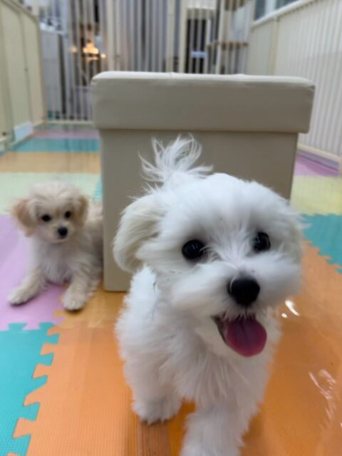 初来園のチコちゃん🐶
体験の時よりも走り回ったり、遊びを誘い合ったりできていてすごく良かったです‼️たくさんお友達もできたようで満足そうな表情でした🤭
🐾🐶愛犬のお悩みご相談ください🐶🐾
@kenkohmura_official
↑フォロー待ってます↑
〒955-0091 新潟県三条市上須頃大割428−1
☎︎ 0256-35-2571
✉️ info@kenkohmura.jp
HP: https://kenkohmura.jp
LINE: https://lin.ee/7LIz5sb
#犬幸村#犬の幼稚園 #吠える、噛む #犬のしつけ #トイレ
マルチーズマルチーズ可愛いマルチーズ倶楽部マルチーズ大好きマルチーズ可愛いすぎる