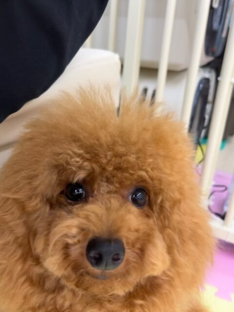 ププちゃん🐶
ニコペットにいる子達と仲良く遊んでいました😊
お散歩トレーニング本日もルンルンでした🎶
🐾🐶愛犬のお悩みご相談ください🐶🐾
@kenkohmura_official
 ↑フォロー待ってます↑

〒955-0091 新潟県三条市上須頃大割４２８−１
☎︎ 0256-35-2571
✉️ info@kenkohmura.jp
HP: https://kenkohmura.jp
LINE: https://lin.ee/7LIz5sb

#犬幸村#犬の幼稚園 #吠える噛む #犬のしつけ #トイレ
 トイプードル トイプードル可愛い トイプードル大好き