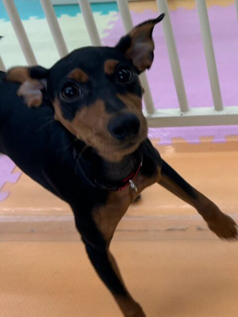 ぴんこちゃん🐶
本日はブーちゃんや鶴丸、ププちゃんやモカちゃん達と走り回ったり、みんなでワンプロを仕掛けあったりして楽しそうにしていました🤭
🐾🐶愛犬のお悩みご相談ください🐶🐾
@kenkohmura_official
↑フォロー待ってます↑
〒955-0091 新潟県三条市上須頃大割428−1
☎︎ 0256-35-2571
✉️ info@kenkohmura.jp
HP: https://kenkohmura.jp
LINE: https://lin.ee/7LIz5sb
#犬幸村#犬の幼稚園 #吠える、噛む #犬のしつけ #トイレ
ミニピンミニピン可愛いミニピン大好きミニピン倶楽部ミニピン可愛いすぎる