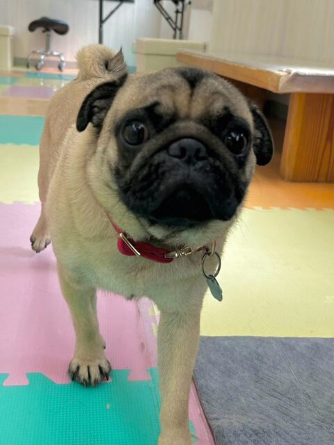 ブーちゃん🐶
本日は、鶴丸、ニコペットの柴犬ちゃん達と永遠に走り回ったり、みんなでワンプロを仕掛けあったりしてめちゃくちゃ動き回っていました🤣
疲れた様子をあまり見せることなく楽しんでいました👍
🐾🐶愛犬のお悩みご相談ください🐶🐾
@kenkohmura_official
↑フォロー待ってます↑
〒955-0091 新潟県三条市上須頃大割428−1
☎︎ 0256-35-2571
✉️ info@kenkohmura.jp
HP: https://kenkohmura.jp
LINE: https://lin.ee/7LIz5sb
#犬幸村#犬の幼稚園 #吠える、噛む #犬のしつけ #トイレ
パグパグ可愛いパグ大好きパグ可愛いすぎるパグ倶楽部