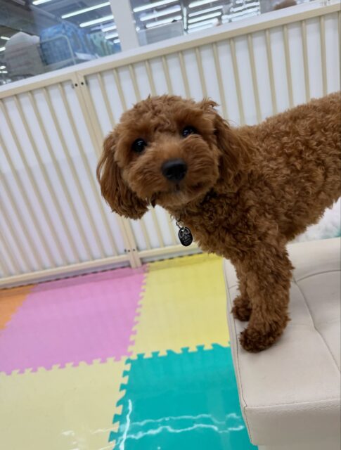 モカちゃん🐶
本日も仲良しのププちゃんや、幸ちゃん、ぴんこちゃん達と走り回ったり、みんなでワンプロを仕掛けあったりして楽しそうにして過ごしていました🤭
🐾🐶愛犬のお悩みご相談ください🐶🐾
@kenkohmura_official
↑フォロー待ってます↑
〒955-0091 新潟県三条市上須頃大割428−1
☎︎ 0256-35-2571
✉️ info@kenkohmura.jp
HP: https://kenkohmura.jp
LINE: https://lin.ee/7LIz5sb
#犬幸村#犬の幼稚園 #吠える、噛む #犬のしつけ #トイレ
トイプートイプー可愛いトイプー倶楽部トイプー可愛いすぎるトイプー大好き