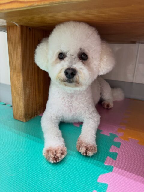 よもぎちゃん🐶
本日は朝からモカちゃんやププちゃん達と沢山激しいお話をしあったりして楽しんでいました🤭
いつもよりも動き回ったり、はしゃいでいて元気に過ごしていました👍

🐾🐶愛犬のお悩みご相談ください🐶🐾
@kenkohmura_official
 ↑フォロー待ってます↑

〒955-0091 新潟県三条市上須頃大割４２８−１
☎︎ 0256-35-2571
✉️ info@kenkohmura.jp
HP: https://kenkohmura.jp
LINE: https://lin.ee/7LIz5sb

#犬幸村#犬の幼稚園 #吠える、噛む #犬のしつけ #トイレ
ミックスミックス犬ミックス犬可愛いミックス犬大好きミックス犬倶楽部
