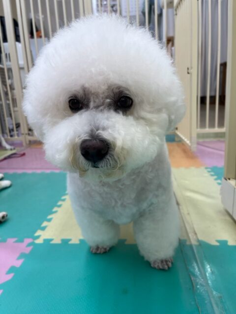 大吉ちゃん🐶
本日はまるちゃんやぽん太達とたくさんちょっかいを出し合ったりして上手に遊んでいたり、ゆっくり休憩してまた挨拶回りをしたりしていつもよりも動き回る1日でした🤭

🐾🐶愛犬のお悩みご相談ください🐶🐾
@kenkohmura_official
 ↑フォロー待ってます↑

〒955-0091 新潟県三条市上須頃大割４２８−１
☎︎ 0256-35-2571
✉️ info@kenkohmura.jp
HP: https://kenkohmura.jp
LINE: https://lin.ee/7LIz5sb

#犬幸村#犬の幼稚園 #吠える、噛む #犬のしつけ #トイレ
ビションフリーゼビション倶楽部ビションビション可愛いすぎるビション大好き