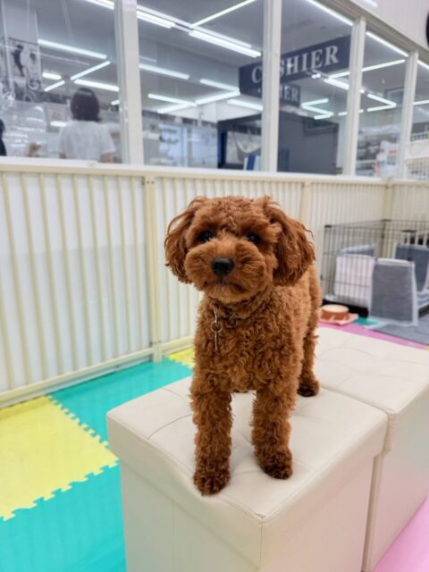 モカちゃん🐶
本日は朝からよもぎちゃんにちょっかいを出したり、ププちゃん達と走り回ったり、みんなで走り回ったりして楽しんでいました🤭

🐾🐶愛犬のお悩みご相談ください🐶🐾
@kenkohmura_official
 ↑フォロー待ってます↑

〒955-0091 新潟県三条市上須頃大割４２８−１
☎︎ 0256-35-2571
✉️ info@kenkohmura.jp
HP: https://kenkohmura.jp
LINE: https://lin.ee/7LIz5sb

#犬幸村#犬の幼稚園 #吠える、噛む #犬のしつけ #トイレ
トイプートイプー可愛いトイプー大好きトイプー倶楽部トイプー可愛いすぎる