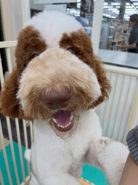 バロンちゃん🐶
くーちゃんやニコペットにいる柴犬ちゃんと激しくワンプロしていました😆
🐾🐶愛犬のお悩みご相談ください🐶🐾
@kenkohmura_official
 ↑フォロー待ってます↑

〒955-0091 新潟県三条市上須頃大割４２８−１
☎︎ 0256-35-2571
✉️ info@kenkohmura.jp
HP: https://kenkohmura.jp
LINE: https://lin.ee/7LIz5sb

#犬幸村#犬の幼稚園 #吠える噛む #犬のしつけ #トイレ
 スタンダードプードル スタンダードプードル可愛い スタンダードプードル大好き