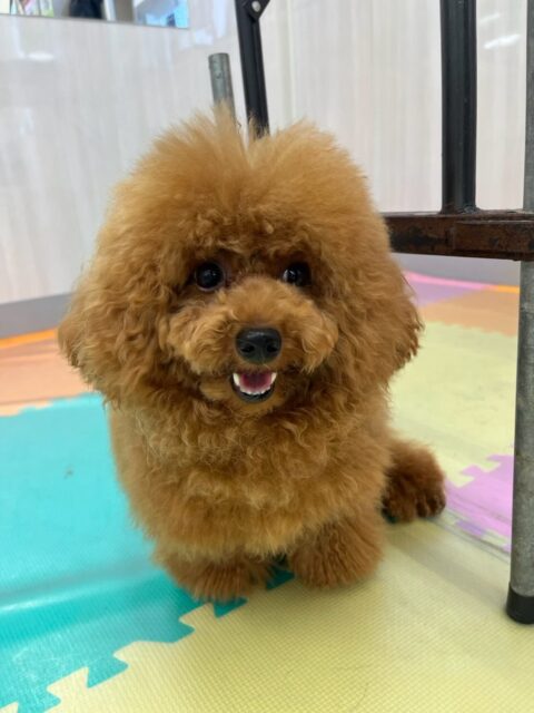 ププちゃん🐶
本日はモカちゃんや幸ちゃん達と走り回ったり、みんなで動き回ったりして遊んでいました🤭
午前中はあまりテンションが上がりませんでしたが午後からは楽しそうに遊べていました👍
🐾🐶愛犬のお悩みご相談ください🐶🐾
@kenkohmura_official
↑フォロー待ってます↑
〒955-0091 新潟県三条市上須頃大割428−1
☎︎ 0256-35-2571
✉️ info@kenkohmura.jp
HP: https://kenkohmura.jp
LINE: https://lin.ee/7LIz5sb
#犬幸村#犬の幼稚園 #吠える、噛む #犬のしつけ #トイレ
トイプートイプー可愛いトイプー倶楽部トイプー可愛いすぎるトイプー大好き
