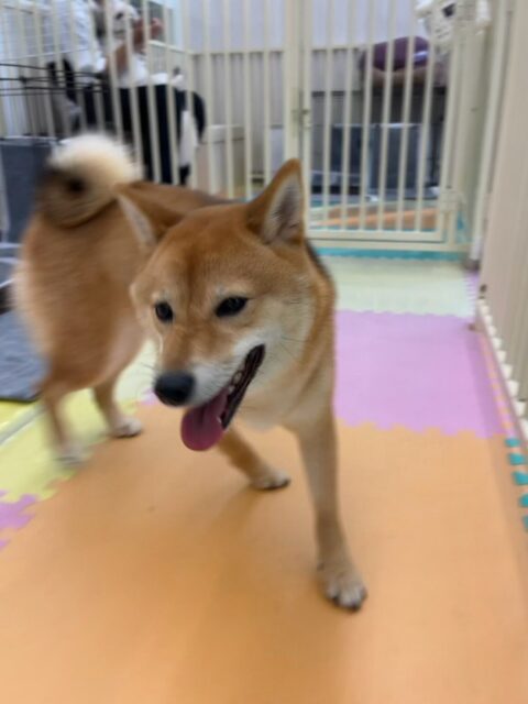 のりまきちゃん🐶
本日は朝からハイテンションで走り回ったり、遊びを仕掛けてみたりして大はしゃぎでした🤭
まるちゃんやペリーちゃん、ププちゃんやぽん太達とはしゃぎ回って満足げな表情でした👍

🐾🐶愛犬のお悩みご相談ください🐶🐾
@kenkohmura_official
 ↑フォロー待ってます↑

〒955-0091 新潟県三条市上須頃大割４２８−１
☎︎ 0256-35-2571
✉️ info@kenkohmura.jp
HP: https://kenkohmura.jp
LINE: https://lin.ee/7LIz5sb

#犬幸村#犬の幼稚園 #吠える、噛む #犬のしつけ #トイレ
柴犬柴犬可愛い柴犬倶楽部柴犬大好き柴犬可愛いすぎる柴犬大好き