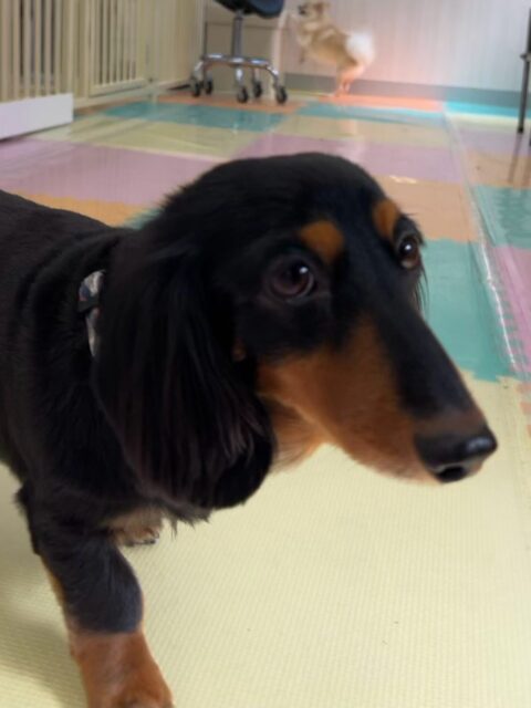 クッキーちゃん🐶
こむぎちゃんが気になったみたいで臭い嗅いでいました☺️
お散歩トレーニングやお手入れ頑張っていました✨️
🐾🐶愛犬のお悩みご相談ください🐶🐾
@kenkohmura_official
 ↑フォロー待ってます↑

〒955-0091 新潟県三条市上須頃大割４２８−１
☎︎ 0256-35-2571
✉️ info@kenkohmura.jp
HP: https://kenkohmura.jp
LINE: https://lin.ee/7LIz5sb

#犬幸村#犬の幼稚園 #吠える噛む #犬のしつけ #トイレ
 ミニチュアダックスフンド ミニチュアダックスフンド可愛い ミニチュアダックスフンド大好き