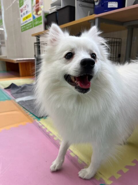 幸ちゃん🐶
本日はブーちゃんやぴんこちゃん達にたくさん遊びに誘われたり、こまめちゃんやモカちゃん達に挨拶をされたりして大人気者でした🤭
🐾🐶愛犬のお悩みご相談ください🐶🐾
@kenkohmura_official
↑フォロー待ってます↑
〒955-0091 新潟県三条市上須頃大割428−1
☎︎ 0256-35-2571
✉️ info@kenkohmura.jp
HP: https://kenkohmura.jp
LINE: https://lin.ee/7LIz5sb
#犬幸村#犬の幼稚園 #吠える、噛む #犬のしつけ #トイレ
スピッツスピッツ大好きスピッツ倶楽部スピッツ可愛いすぎる