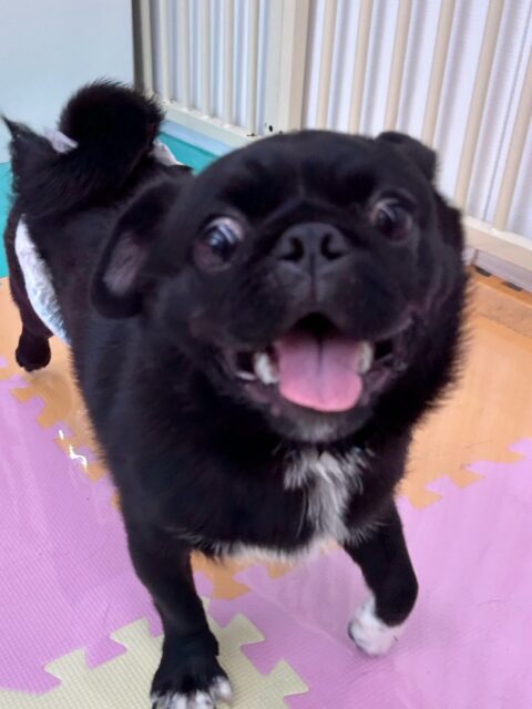 くま次郎ちゃん🐶
ベンが気に入ったみたいで遊びに誘っていたり、くーちゃんと楽しそうに遊んでいました😆
スタッフともあまがみくんを使って遊んでいました✨️
🐾🐶愛犬のお悩みご相談ください🐶🐾
@kenkohmura_official
 ↑フォロー待ってます↑

〒955-0091 新潟県三条市上須頃大割４２８−１
☎︎ 0256-35-2571
✉️ info@kenkohmura.jp
HP: https://kenkohmura.jp
LINE: https://lin.ee/7LIz5sb

#犬幸村#犬の幼稚園 #吠える噛む #犬のしつけ #トイレ
 ミックス犬 ミックス犬大好き ミックス犬可愛い