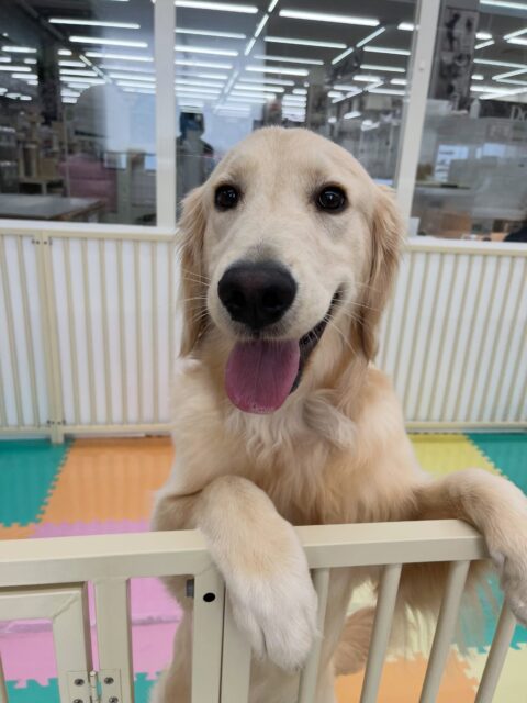 くーちゃん🐶
くま次郎ちゃんやバロンちゃんやニコペットにいる柴犬ちゃんと楽しそうに遊んでいました🎶
お手入れも上手にできていたり、お散歩トレーニングも頑張っていました👏
🐾🐶愛犬のお悩みご相談ください🐶🐾
@kenkohmura_official
 ↑フォロー待ってます↑

〒955-0091 新潟県三条市上須頃大割４２８−１
☎︎ 0256-35-2571
✉️ info@kenkohmura.jp
HP: https://kenkohmura.jp
LINE: https://lin.ee/7LIz5sb

#犬幸村#犬の幼稚園 #吠える噛む #犬のしつけ #トイレ
 ゴールデンレトリバー ゴールデンレトリバー可愛い ゴールデンレトリバー大好き