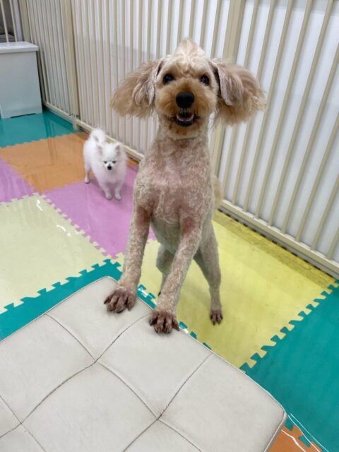 ルイちゃん＆イブちゃん🐶
ルイちゃんはププちゃんが気に入ったみたいで遊びに誘っていました😁
イブちゃんはやん丸と挨拶したりスタッフに甘えたりしていました☺️
歯磨きトレーニング開始して1年11ヶ月経過しました🦷🪥✨
これからも頑張りましょう！！
🐾🐶愛犬のお悩みご相談ください🐶🐾
@kenkohmura_official
 ↑フォロー待ってます↑

〒955-0091 新潟県三条市上須頃大割４２８−１
☎︎ 0256-35-2571
✉️ info@kenkohmura.jp
HP: https://kenkohmura.jp
LINE: https://lin.ee/7LIz5sb

#犬幸村#犬の幼稚園 #吠える噛む #犬のしつけ #トイレ
 トイプードル トイプードル可愛い トイプードル大好き