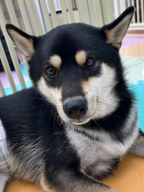 北斗ちゃん🐶
ニコペットにいる柴犬ちゃんに遊びに誘われていてしつこいと叱っていました😊
スタッフにヒップアタックして甘えてました🙌
🐾🐶愛犬のお悩みご相談ください🐶🐾
@kenkohmura_official
 ↑フォロー待ってます↑

〒955-0091 新潟県三条市上須頃大割４２８−１
☎︎ 0256-35-2571
✉️ info@kenkohmura.jp
HP: https://kenkohmura.jp
LINE: https://lin.ee/7LIz5sb

#犬幸村#犬の幼稚園 #吠える噛む #犬のしつけ #トイレ
 黒柴 黒柴可愛い 黒柴大好き