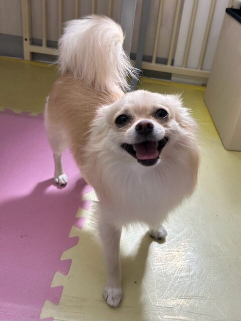 こむぎちゃん🐶
クッキーちゃんが気になったみたいで後ろについて臭い嗅いでいたり、スタッフに甘えたりしていました😄
🐾🐶愛犬のお悩みご相談ください🐶🐾
@kenkohmura_official
 ↑フォロー待ってます↑

〒955-0091 新潟県三条市上須頃大割４２８−１
☎︎ 0256-35-2571
✉️ info@kenkohmura.jp
HP: https://kenkohmura.jp
LINE: https://lin.ee/7LIz5sb

#犬幸村#犬の幼稚園 #吠える噛む #犬のしつけ #トイレ
 ミックス犬 ミックス犬可愛い ミックス犬大好き