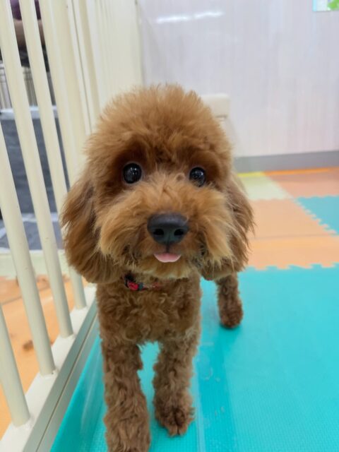 初来園の茶々丸ちゃん🐶
ニコペットにいる子達と楽しそうに遊んでいました✨️
シャンプーやカットもこれから頑張っていきましょう✂️
今日から歯磨きトレーニングスタートしました🦷🪥✨
とても上手にできていました！！
🐾🐶愛犬のお悩みご相談ください🐶🐾
@kenkohmura_official
 ↑フォロー待ってます↑

〒955-0091 新潟県三条市上須頃大割４２８−１
☎︎ 0256-35-2571
✉️ info@kenkohmura.jp
HP: https://kenkohmura.jp
LINE: https://lin.ee/7LIz5sb

#犬幸村#犬の幼稚園 #吠える噛む #犬のしつけ #トイレ
 トイプードル トイプードル可愛い トイプードル大好き