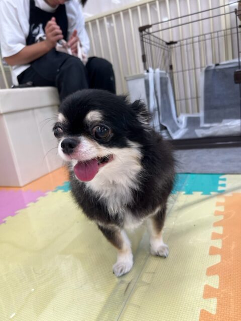 こまめちゃん＆カプチーノちゃん🐶
本日も2頭とも名前を呼ばれて嬉しそうにきてくれたり、ニコペットのちびっ子と一緒に匂いを嗅ぎ合ってみたり、挨拶をしたりして過ごしていました🤭

🐾🐶愛犬のお悩みご相談ください🐶🐾
@kenkohmura_official
 ↑フォロー待ってます↑

〒955-0091 新潟県三条市上須頃大割４２８−１
☎︎ 0256-35-2571
✉️ info@kenkohmura.jp
HP: https://kenkohmura.jp
LINE: https://lin.ee/7LIz5sb

#犬幸村#犬の幼稚園 #吠える、噛む #犬のしつけ #トイレ
チワワチワワ可愛いチワワ倶楽部チワワ可愛いすぎるチワワ大好き